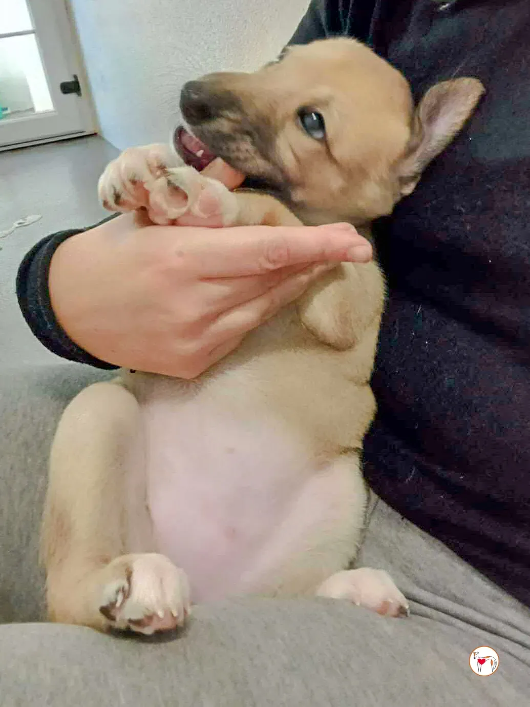 skylar grey cucciolo adozione 2