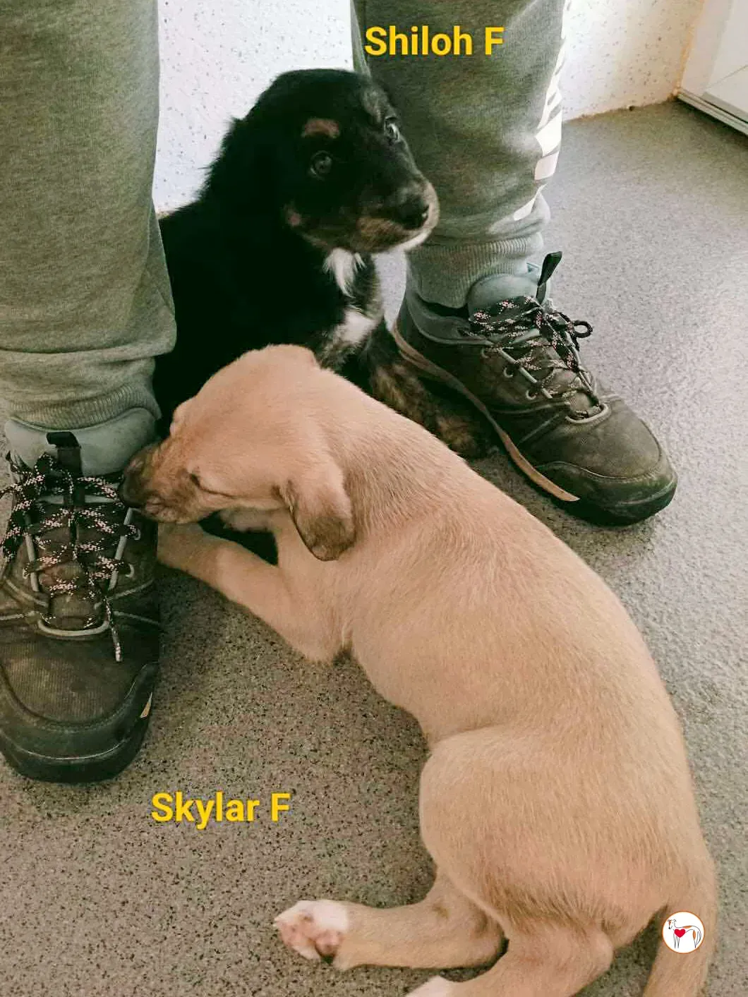 skylar grey cucciolo adozione 3