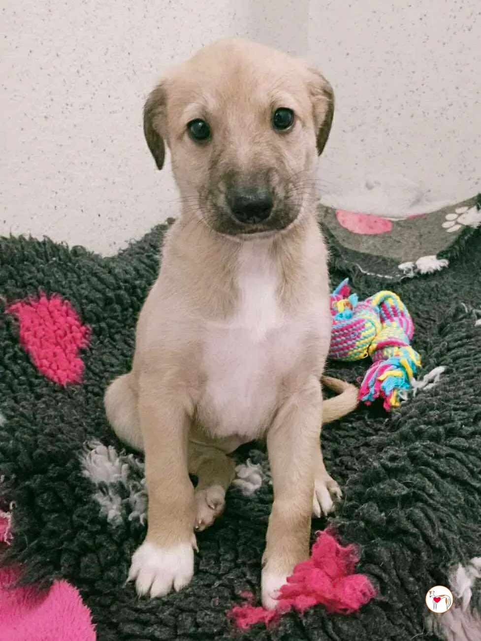 skylar grey cucciolo adozione 4