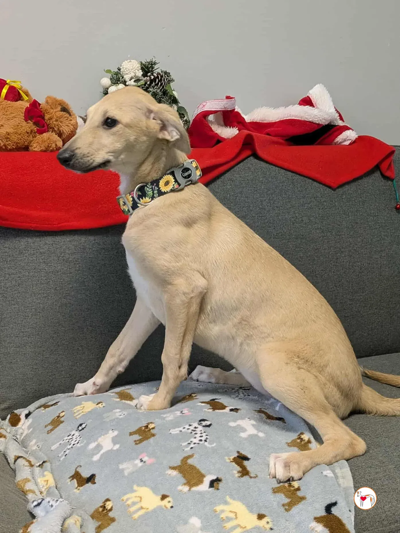 skylar grey cucciolo adozione 5