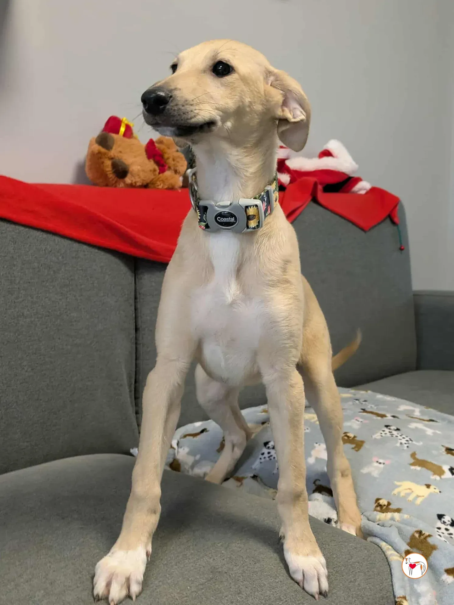 skylar grey cucciolo adozione 6