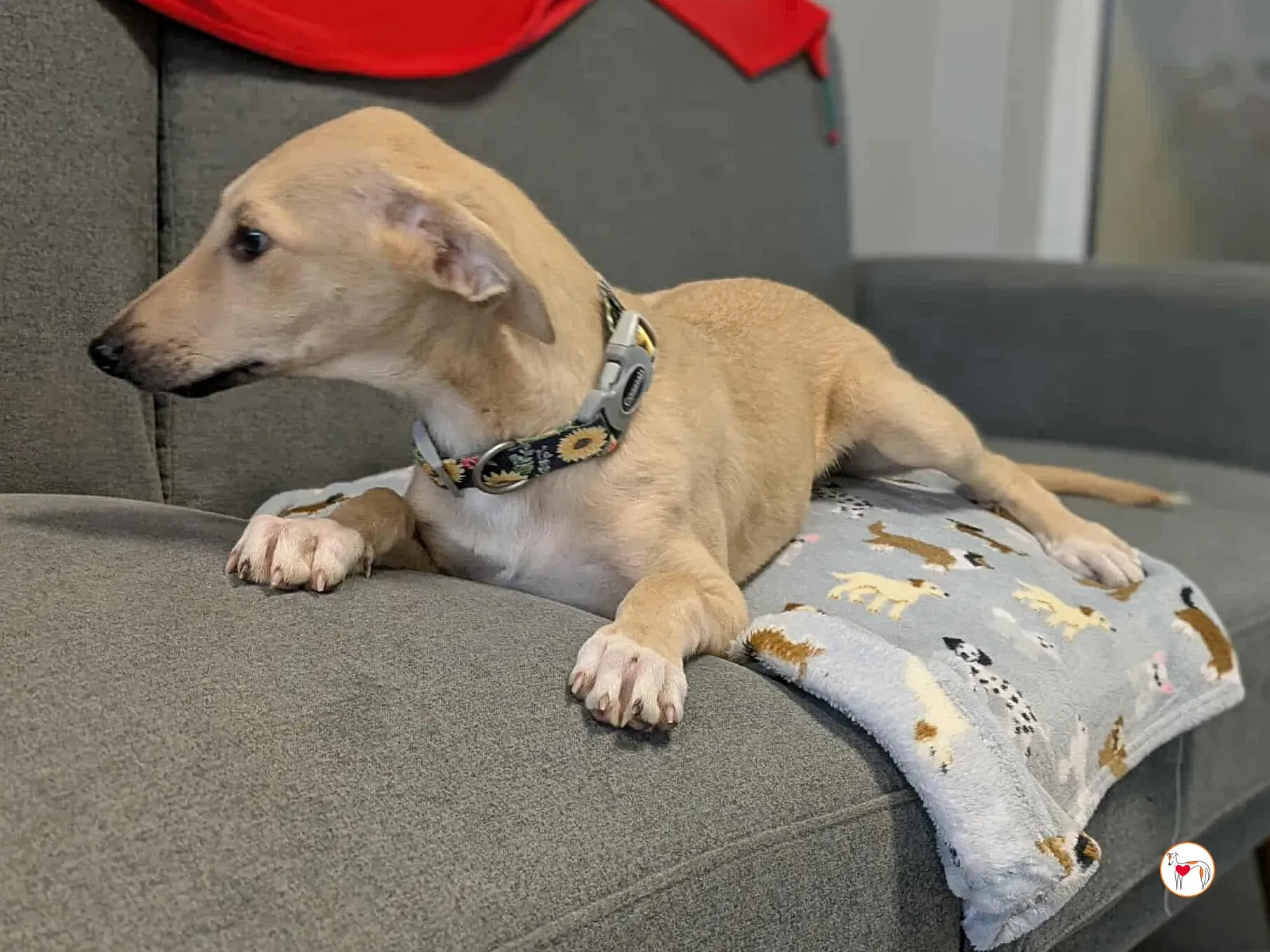 skylar grey cucciolo adozione 7