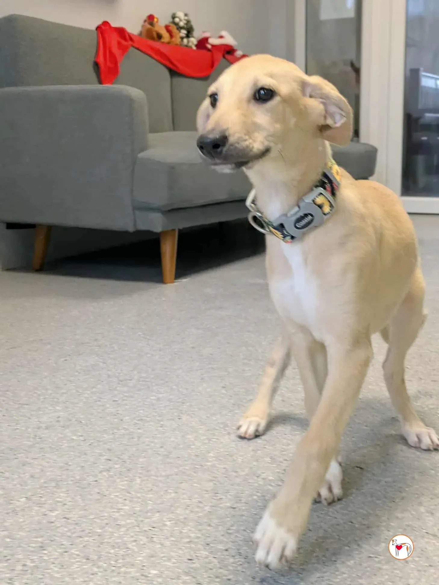 skylar grey cucciolo adozione 8