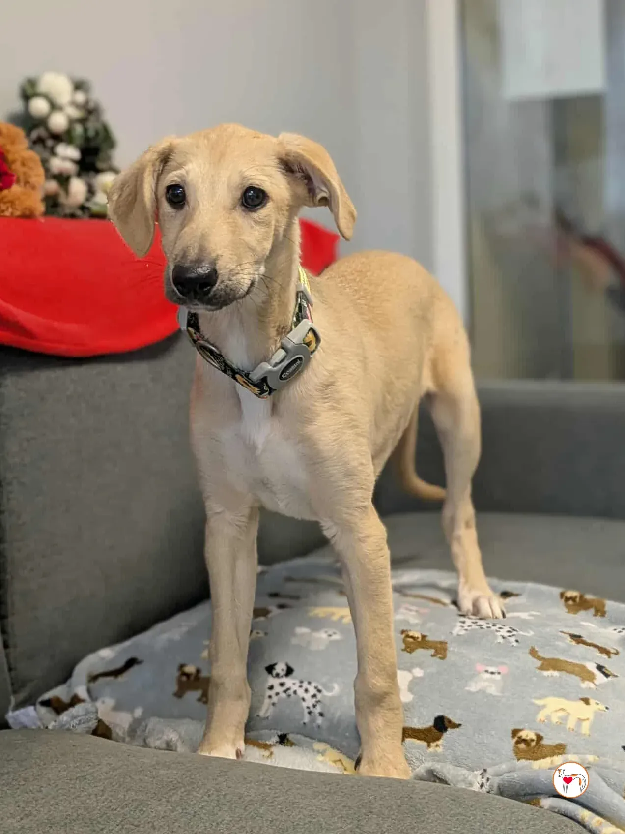 skylar grey cucciolo adozione 9