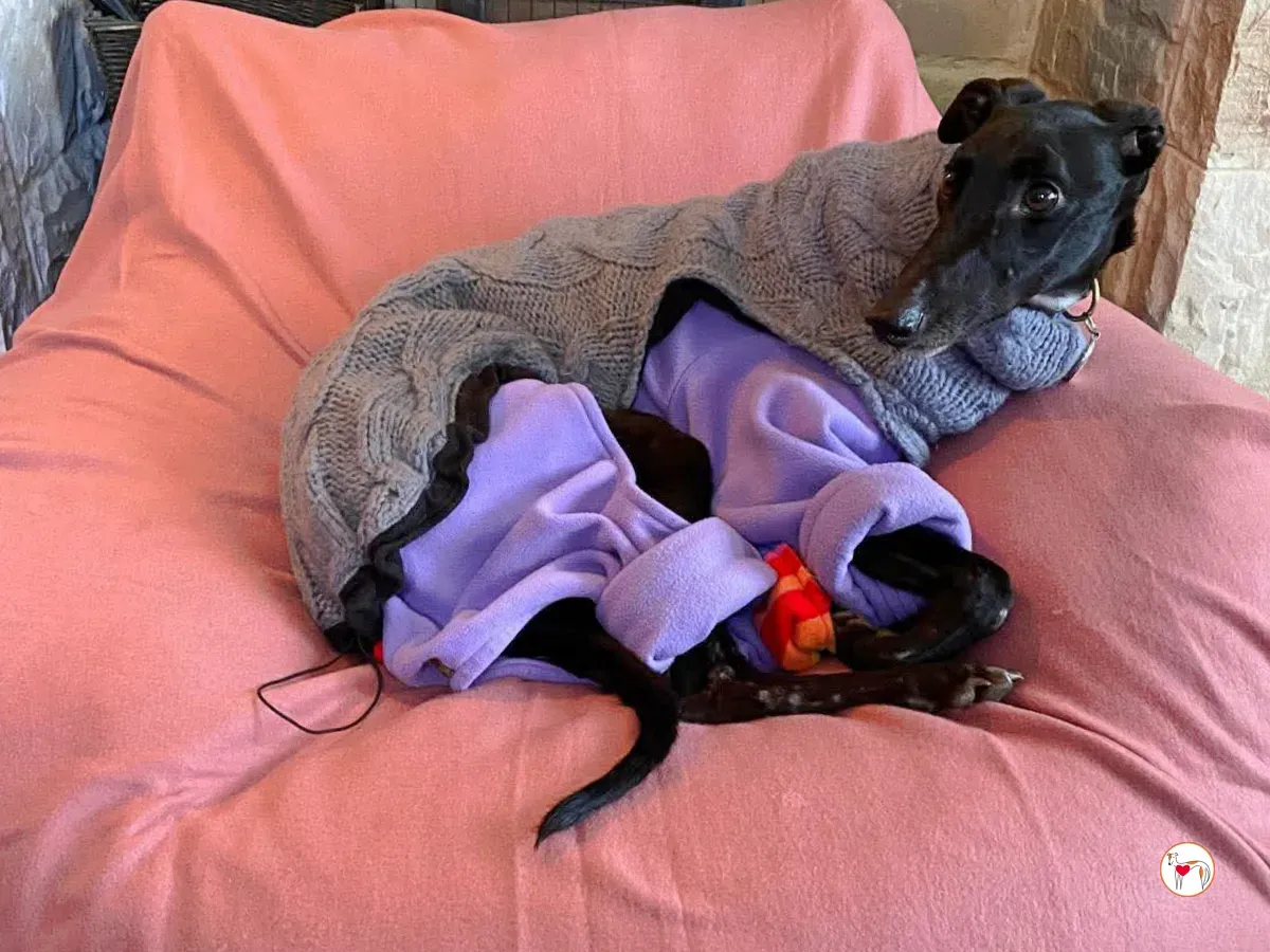 sloane grey adozione 1