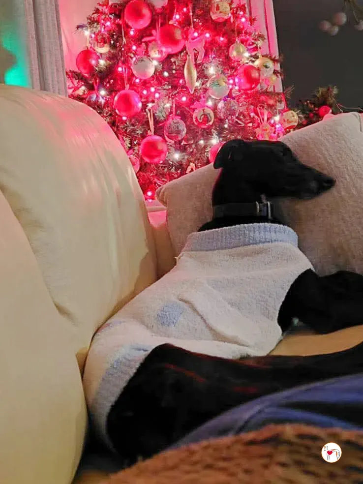 sloane grey adozione 10