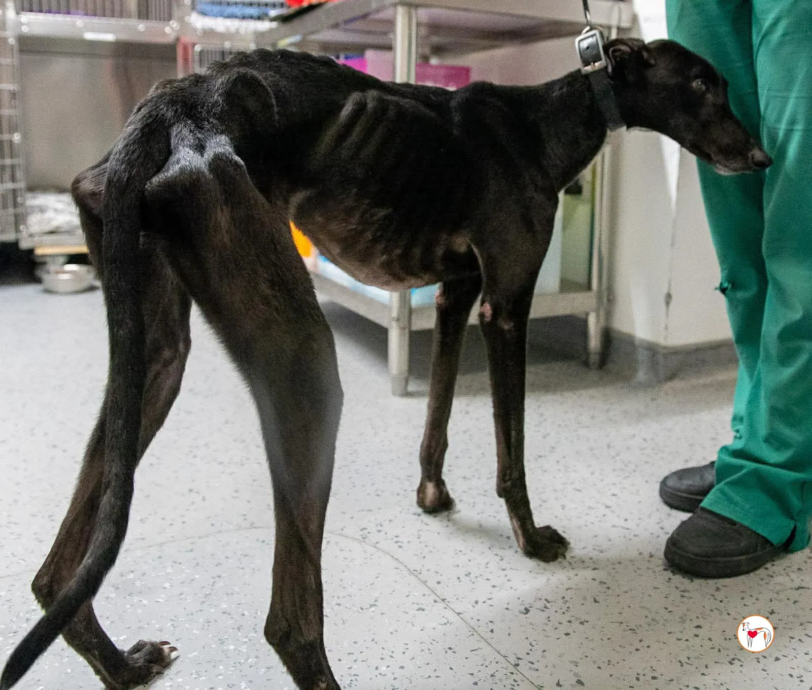 sloane grey adozione 11