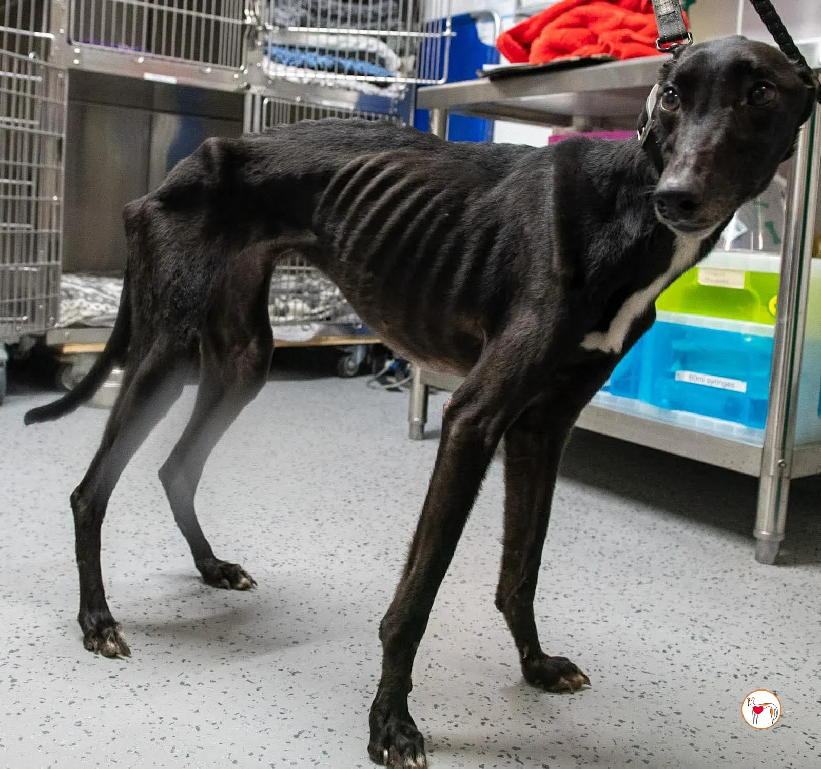 sloane grey adozione 12