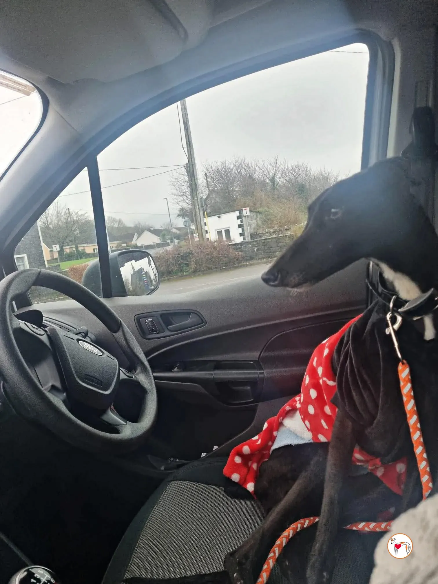 sloane grey adozione 14