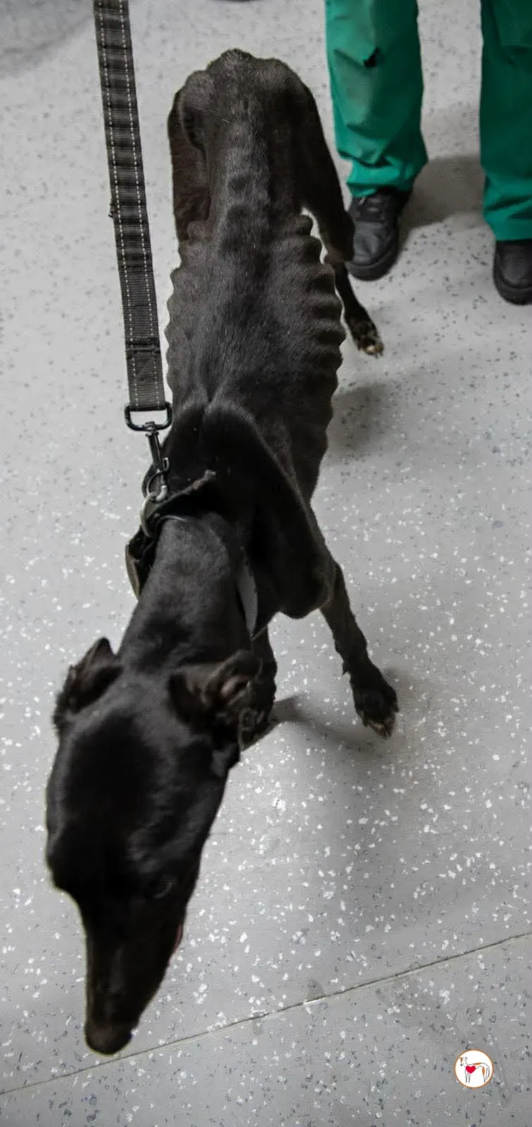 sloane grey adozione 15