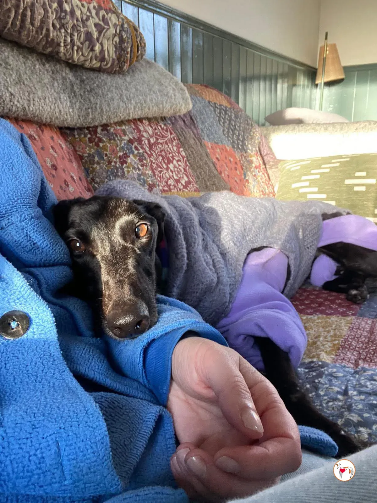 sloane grey adozione 16