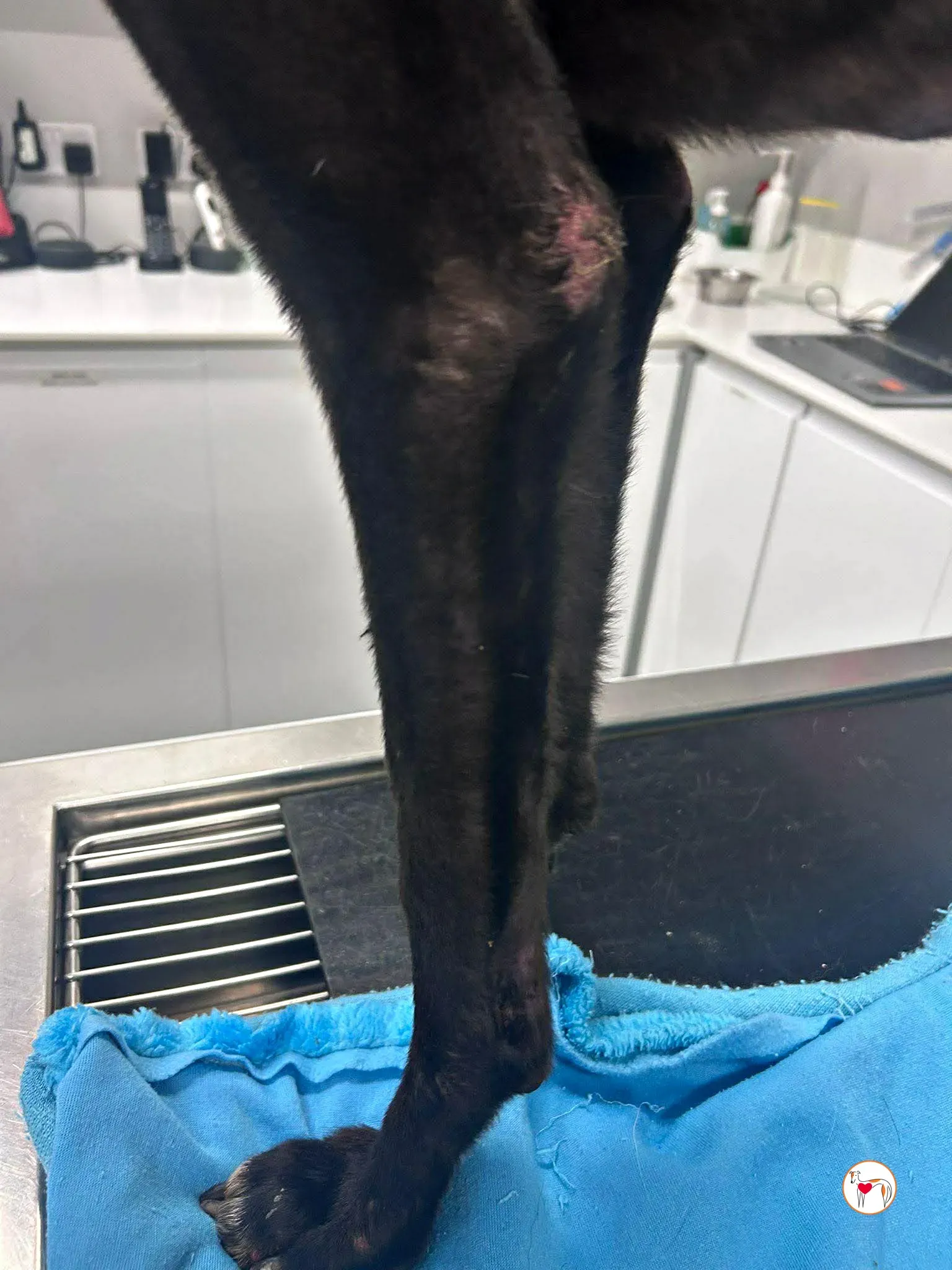 sloane grey adozione 17