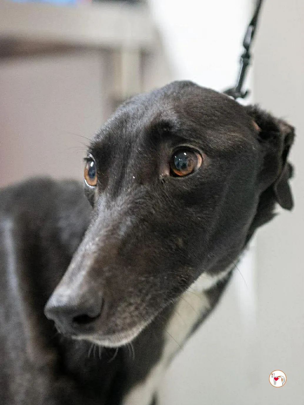 sloane grey adozione 18