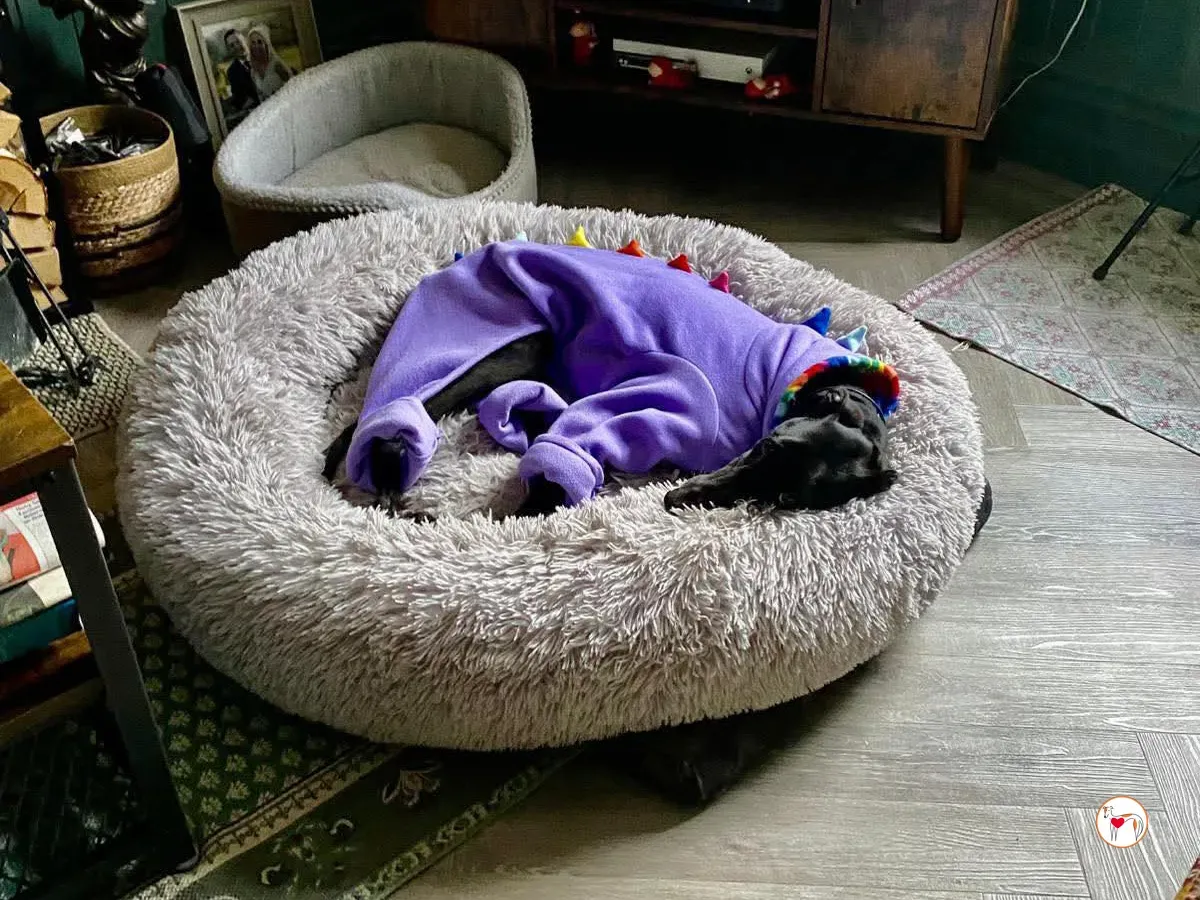 sloane grey adozione 19