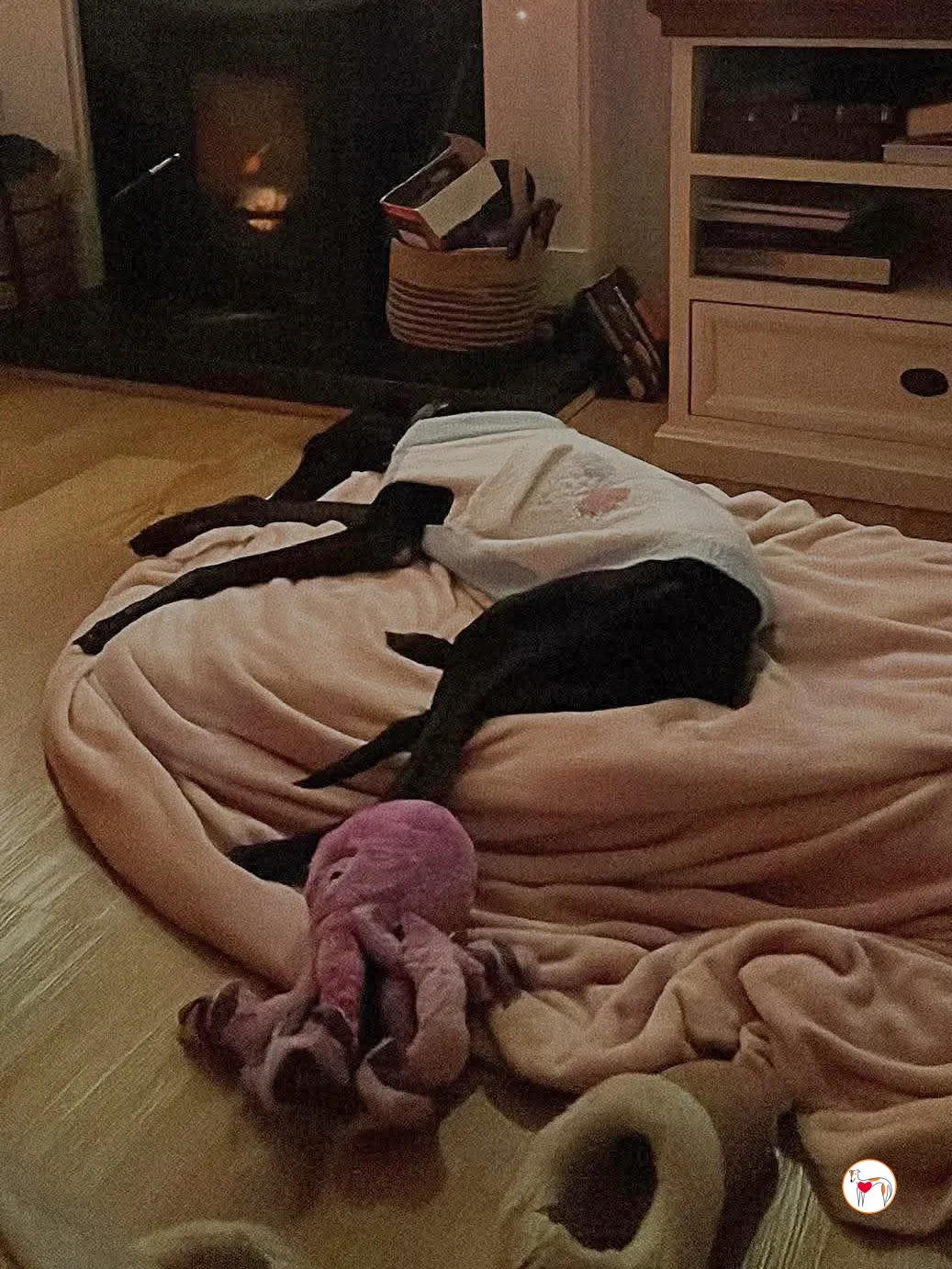 sloane grey adozione 2