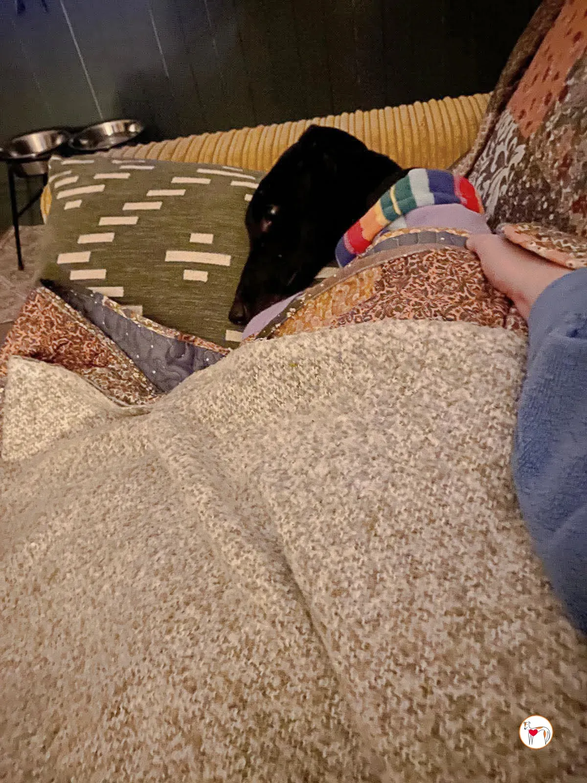 sloane grey adozione 20