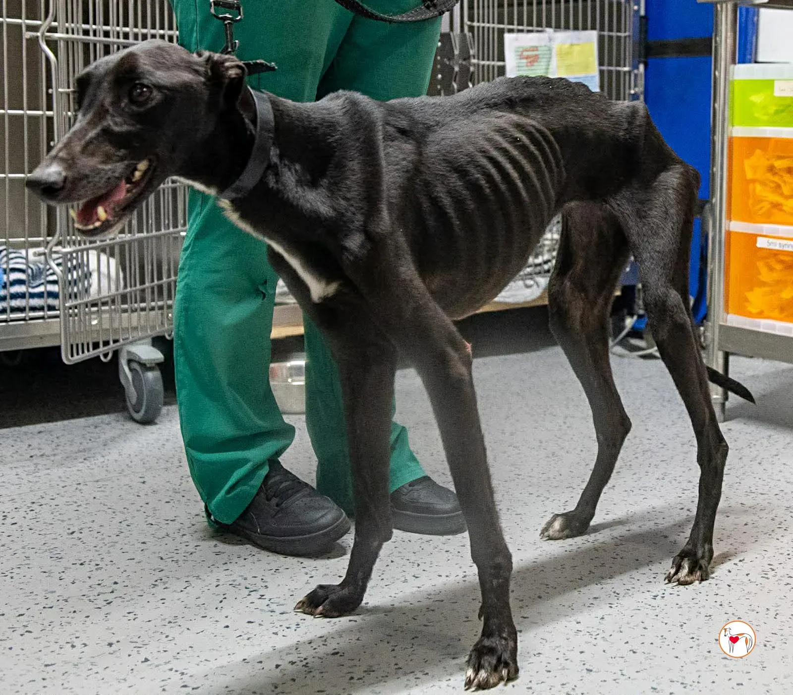 sloane grey adozione 22