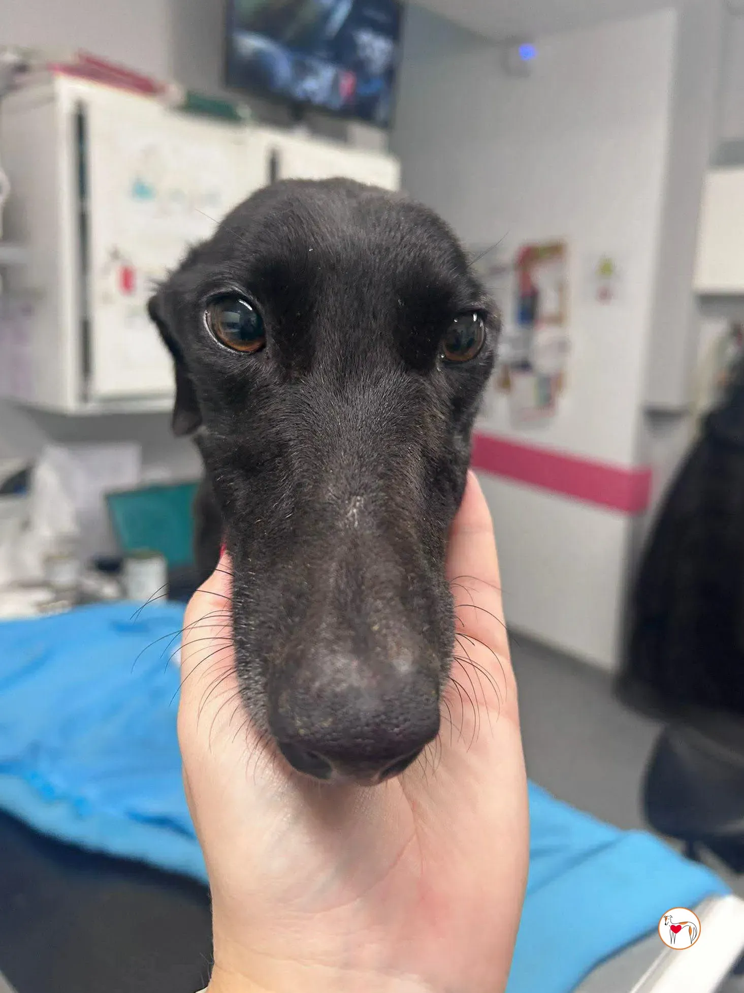 sloane grey adozione 23