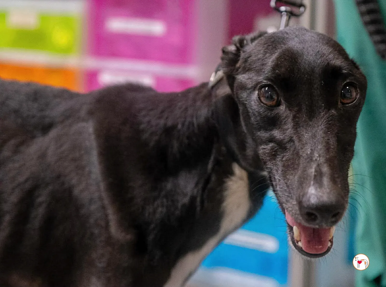 sloane grey adozione 25