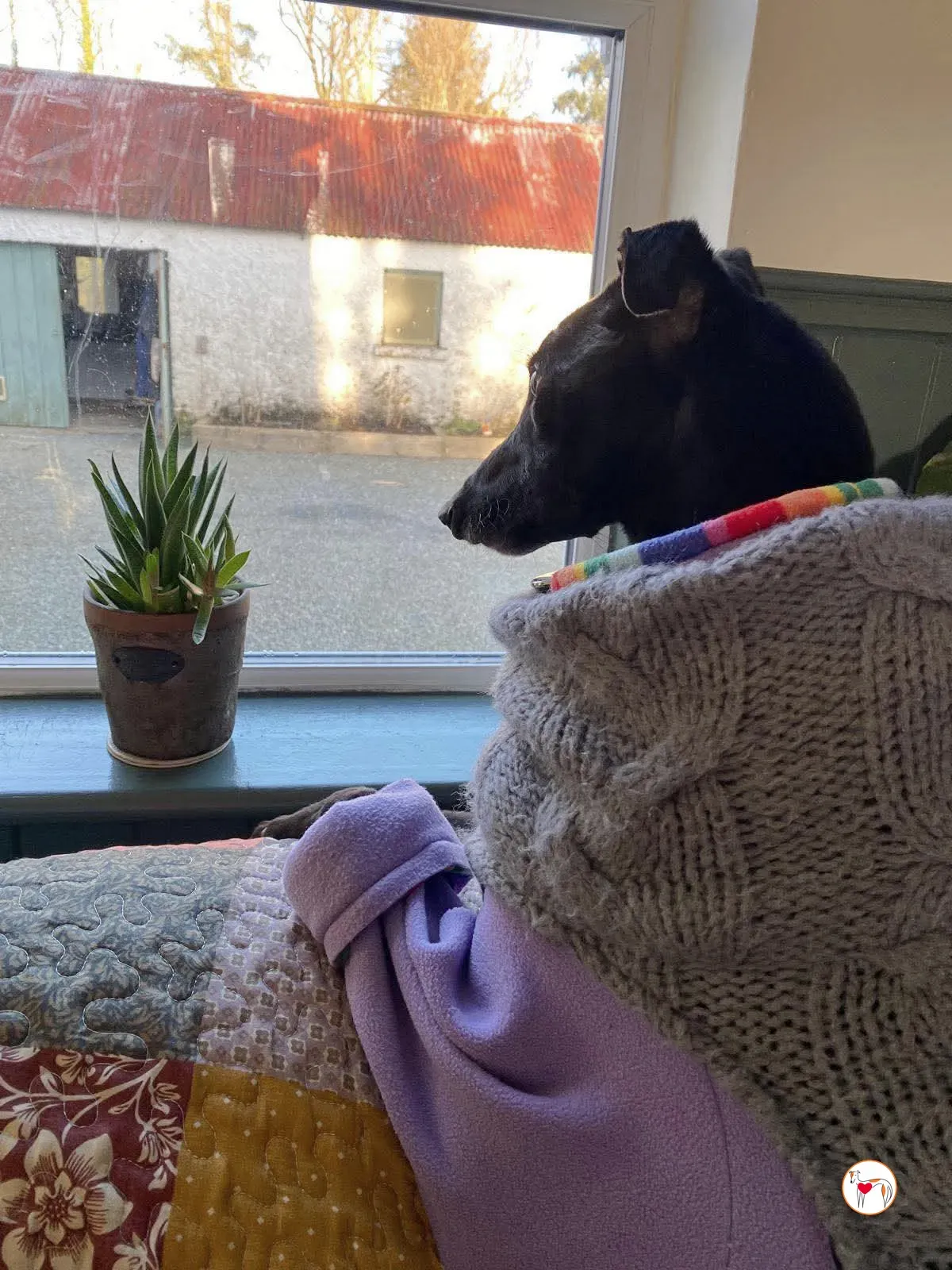 sloane grey adozione 26