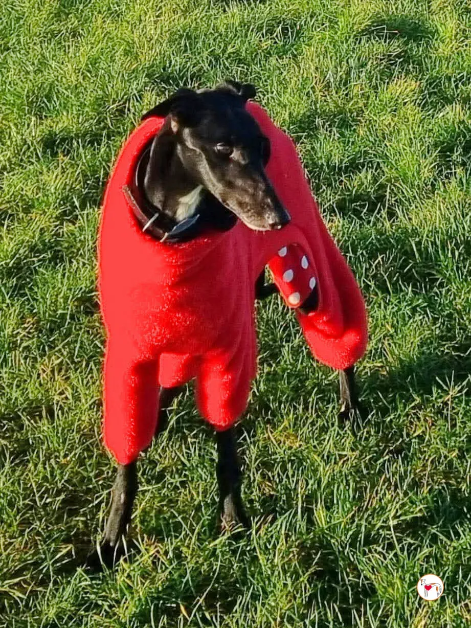 sloane grey adozione 29