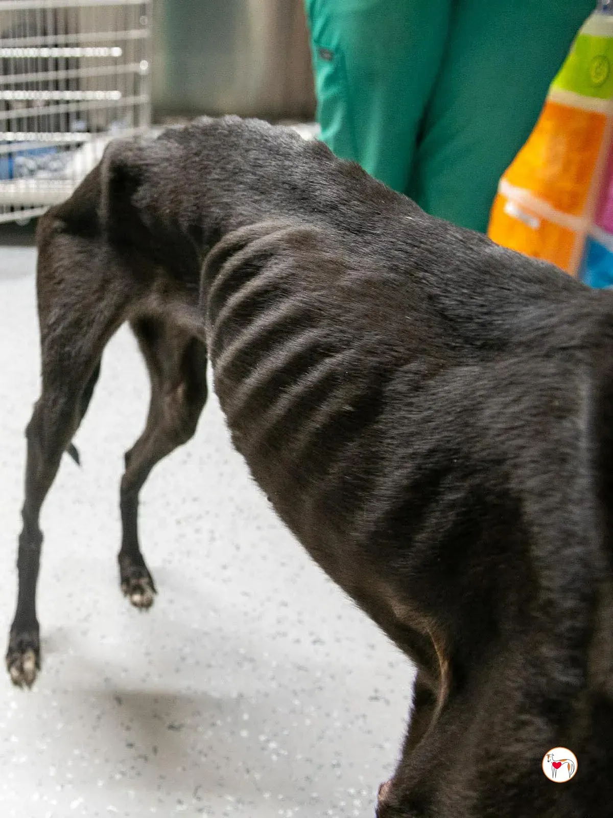 sloane grey adozione 3