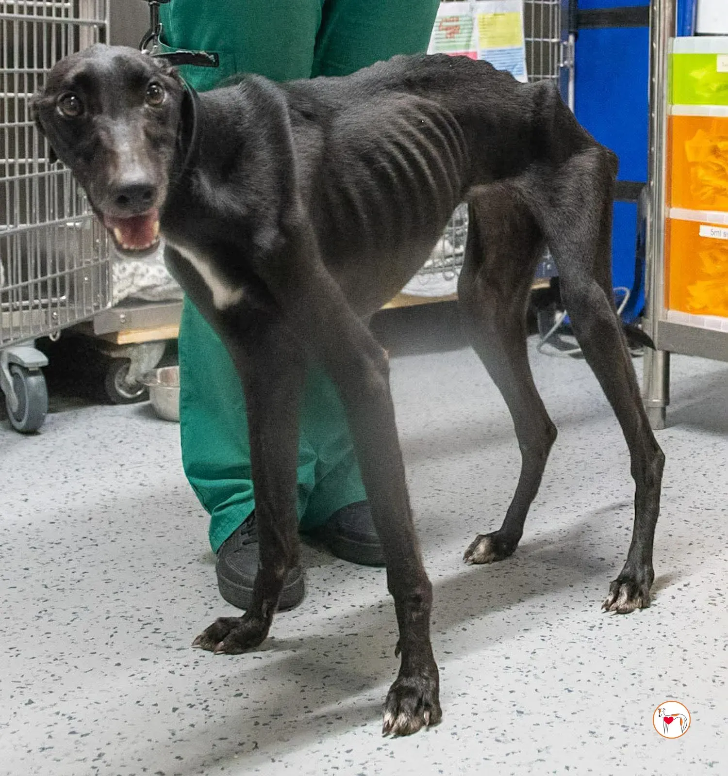 sloane grey adozione 30