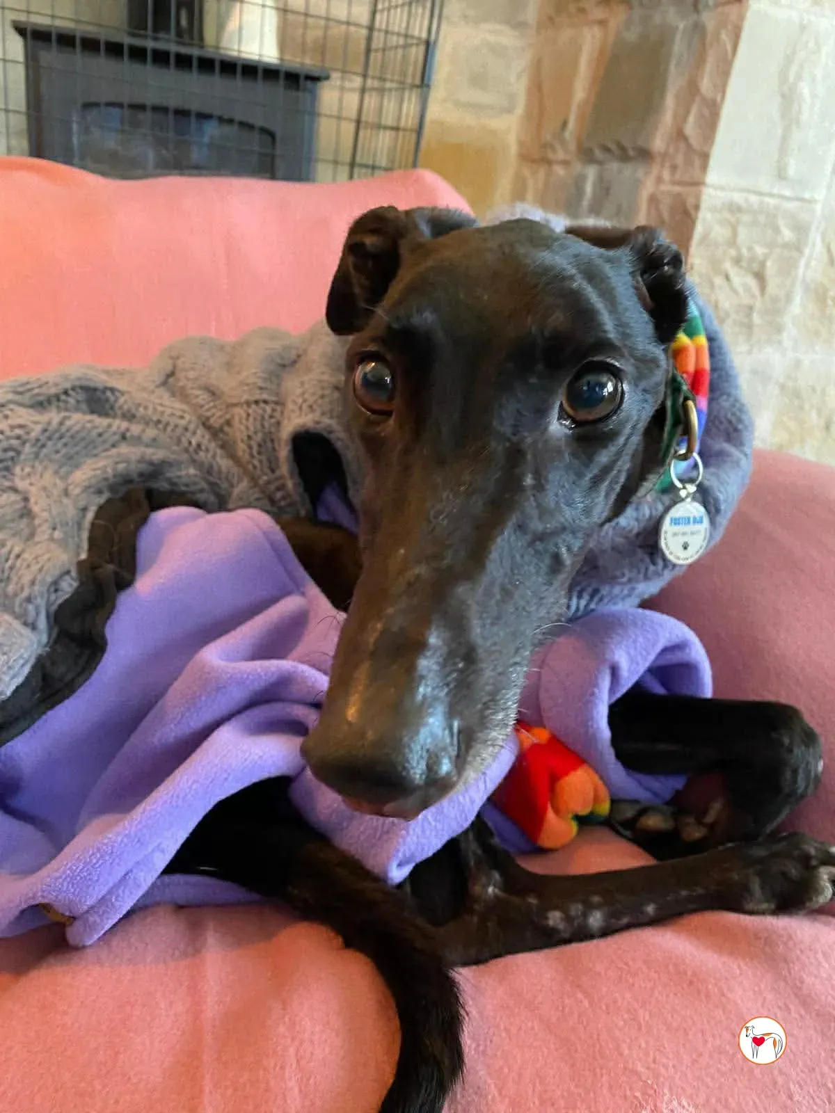 sloane grey adozione 31