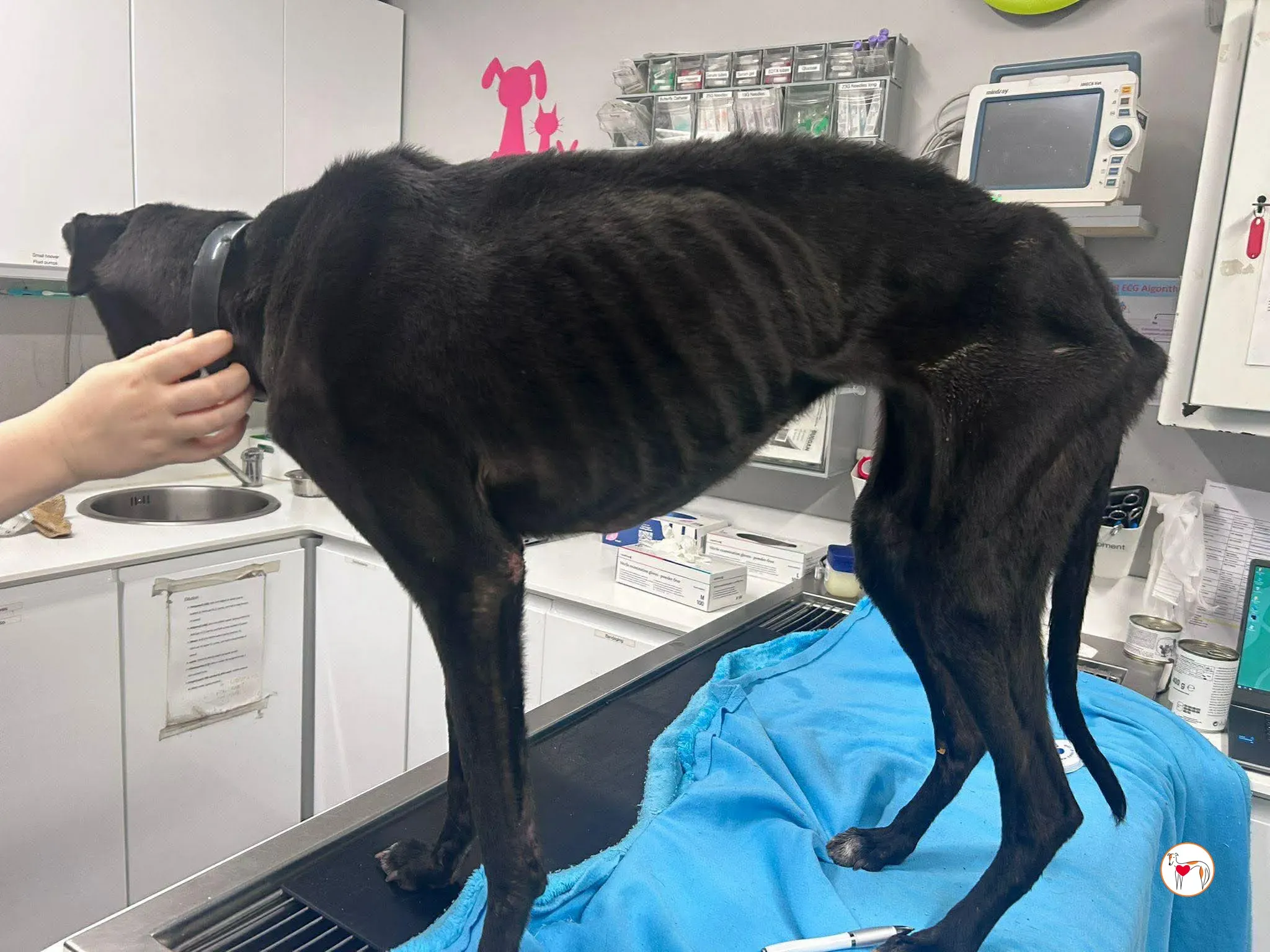 sloane grey adozione 32