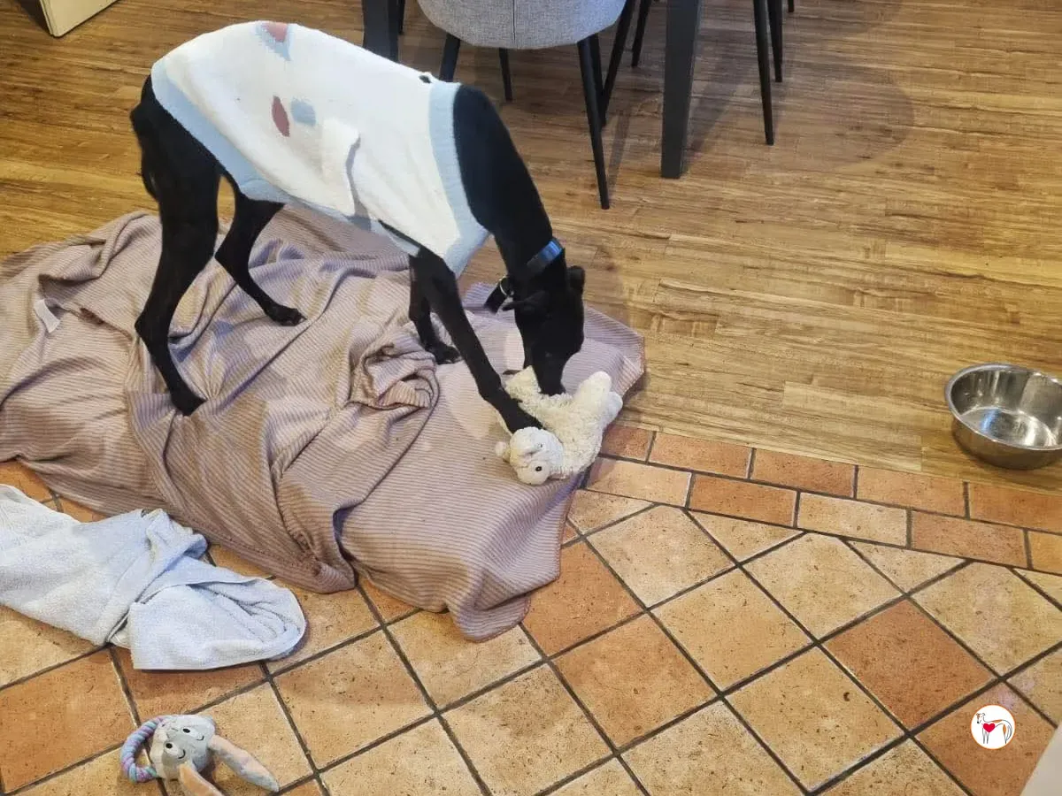 sloane grey adozione 33