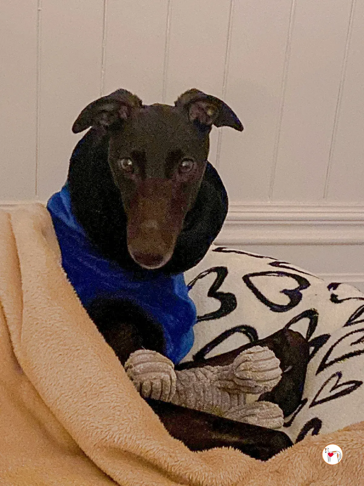 sloane grey adozione 35