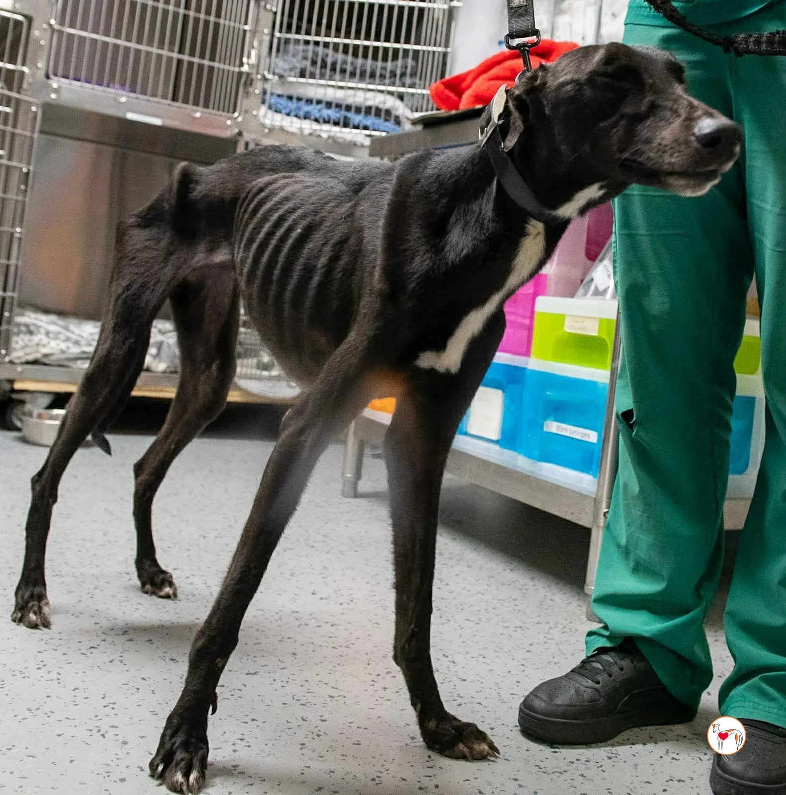 sloane grey adozione 4