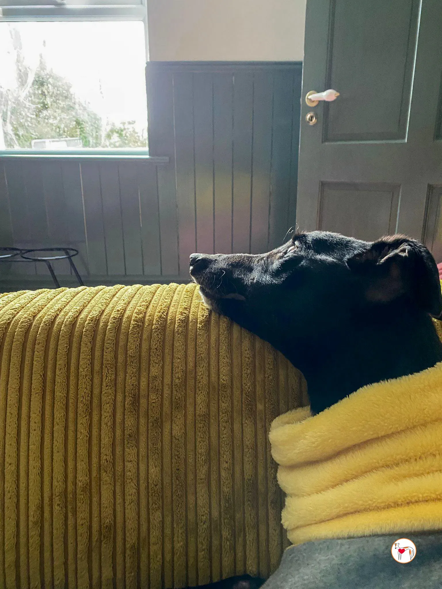 sloane grey adozione 41