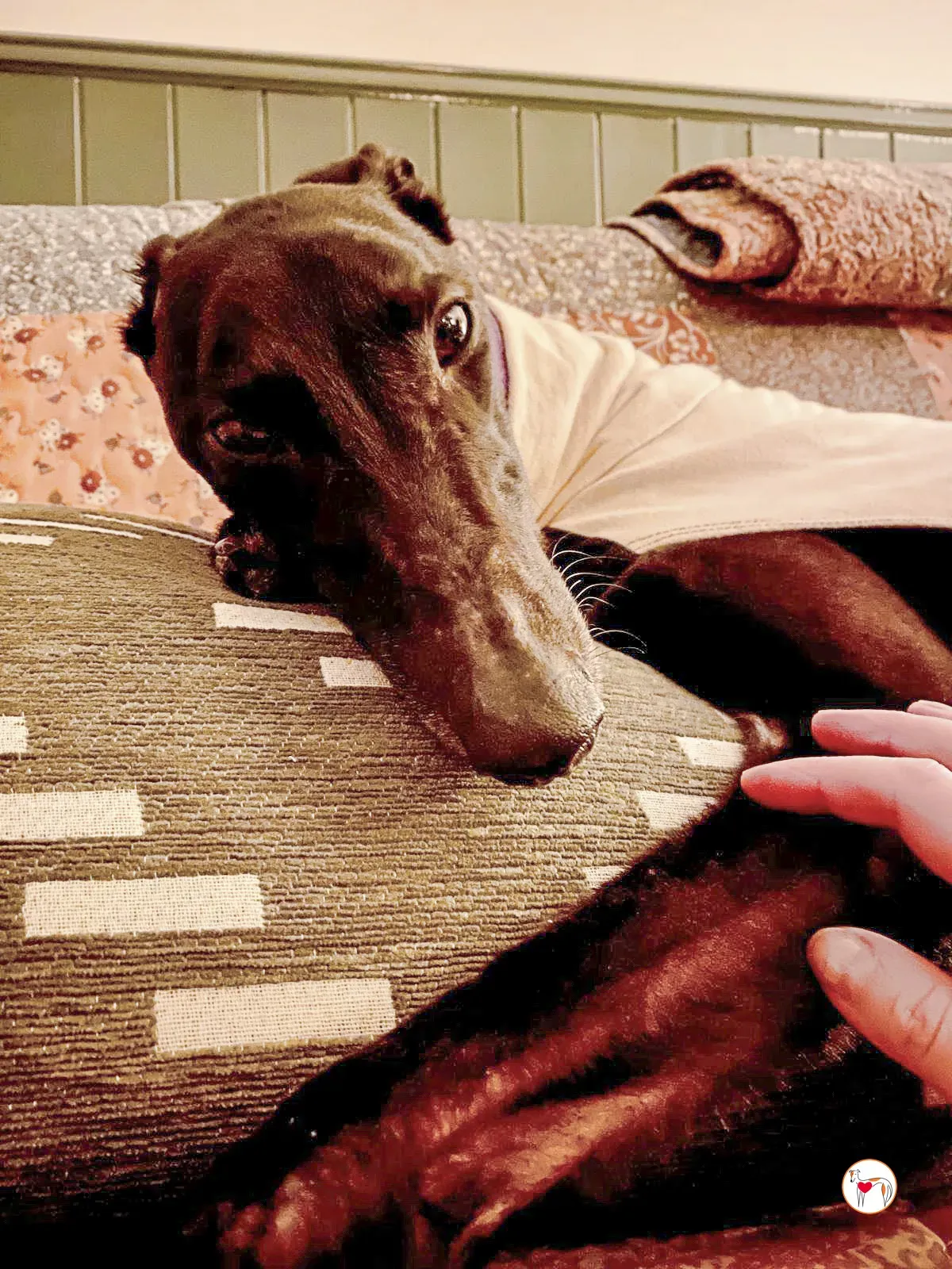 sloane grey adozione 42