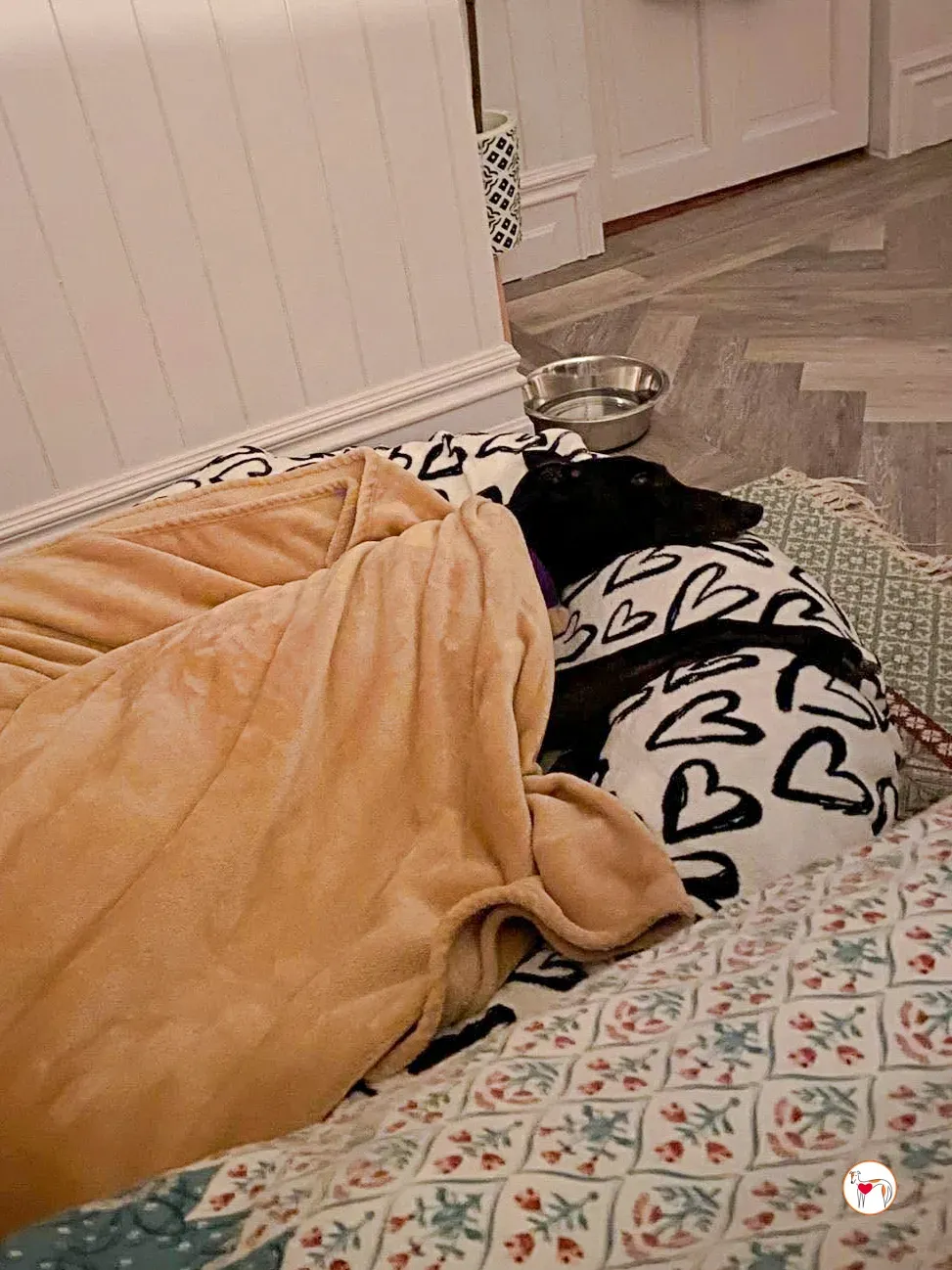 sloane grey adozione 43