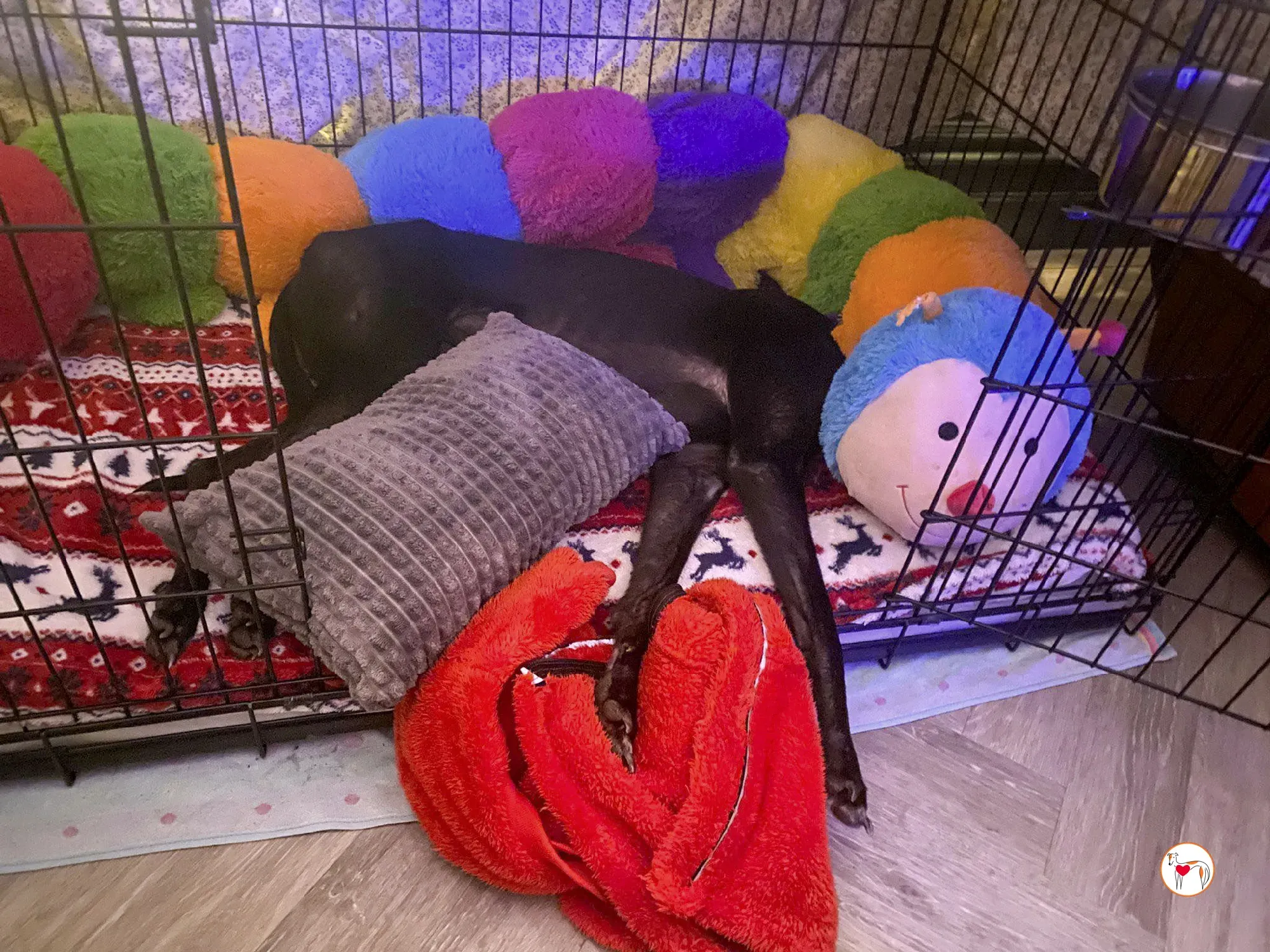 sloane grey adozione 44