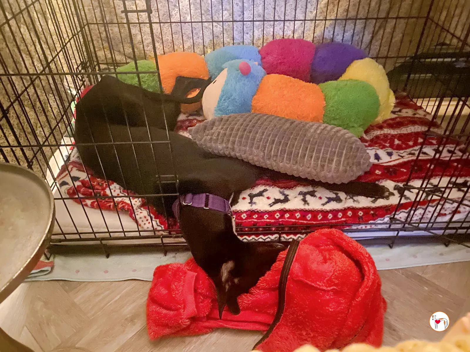 sloane grey adozione 45