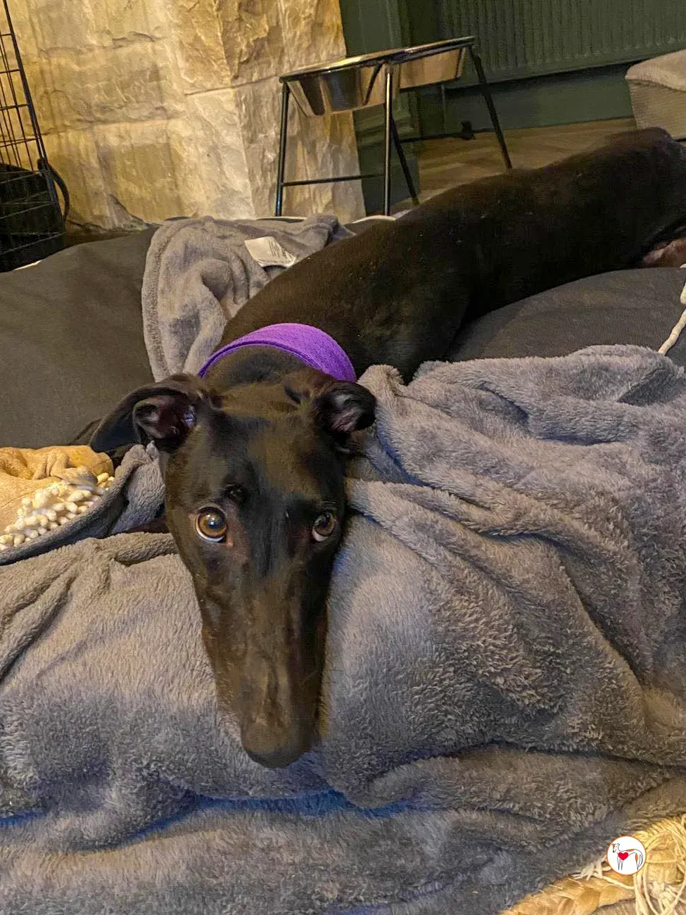 sloane grey adozione 46