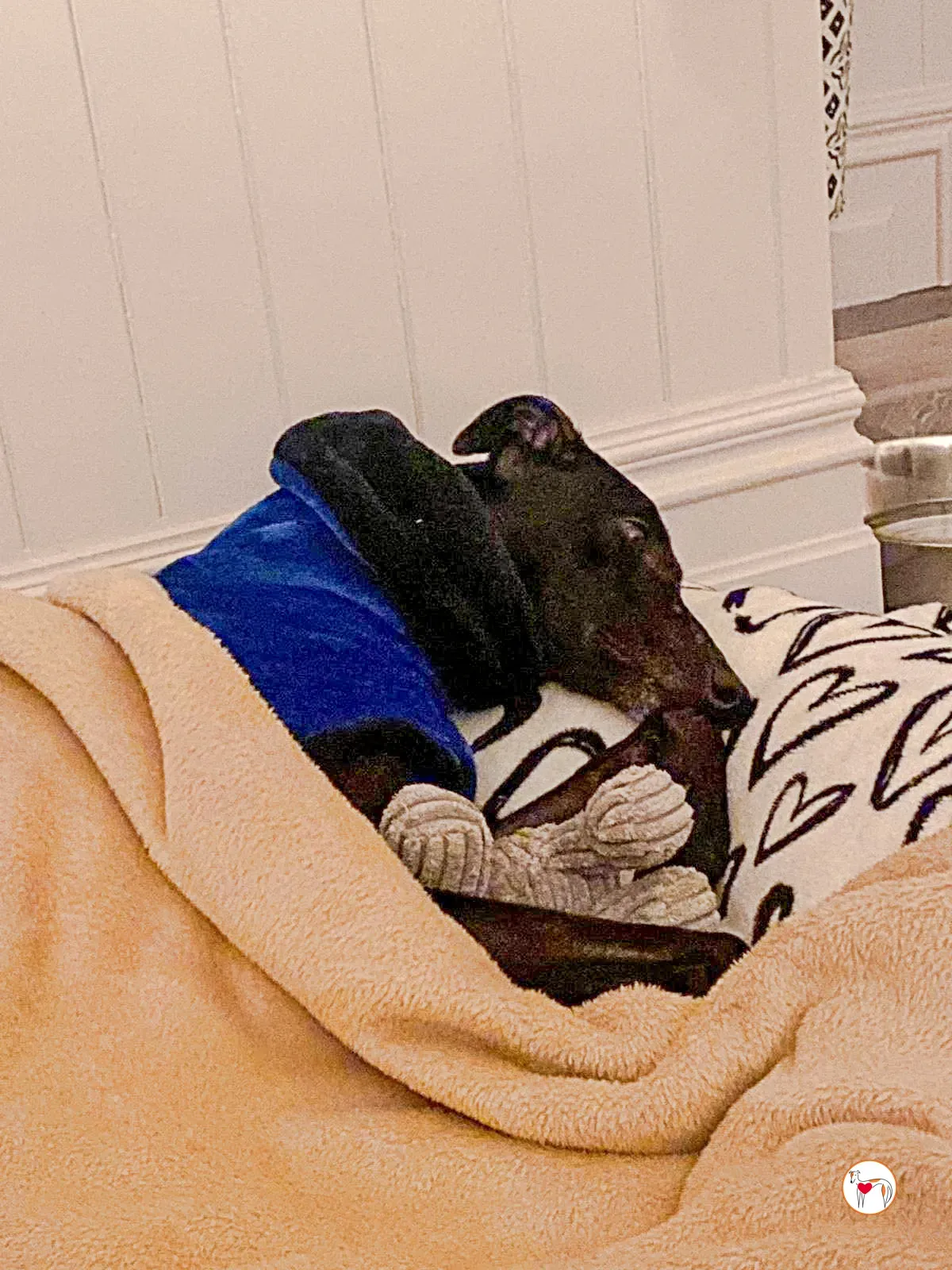 sloane grey adozione 47