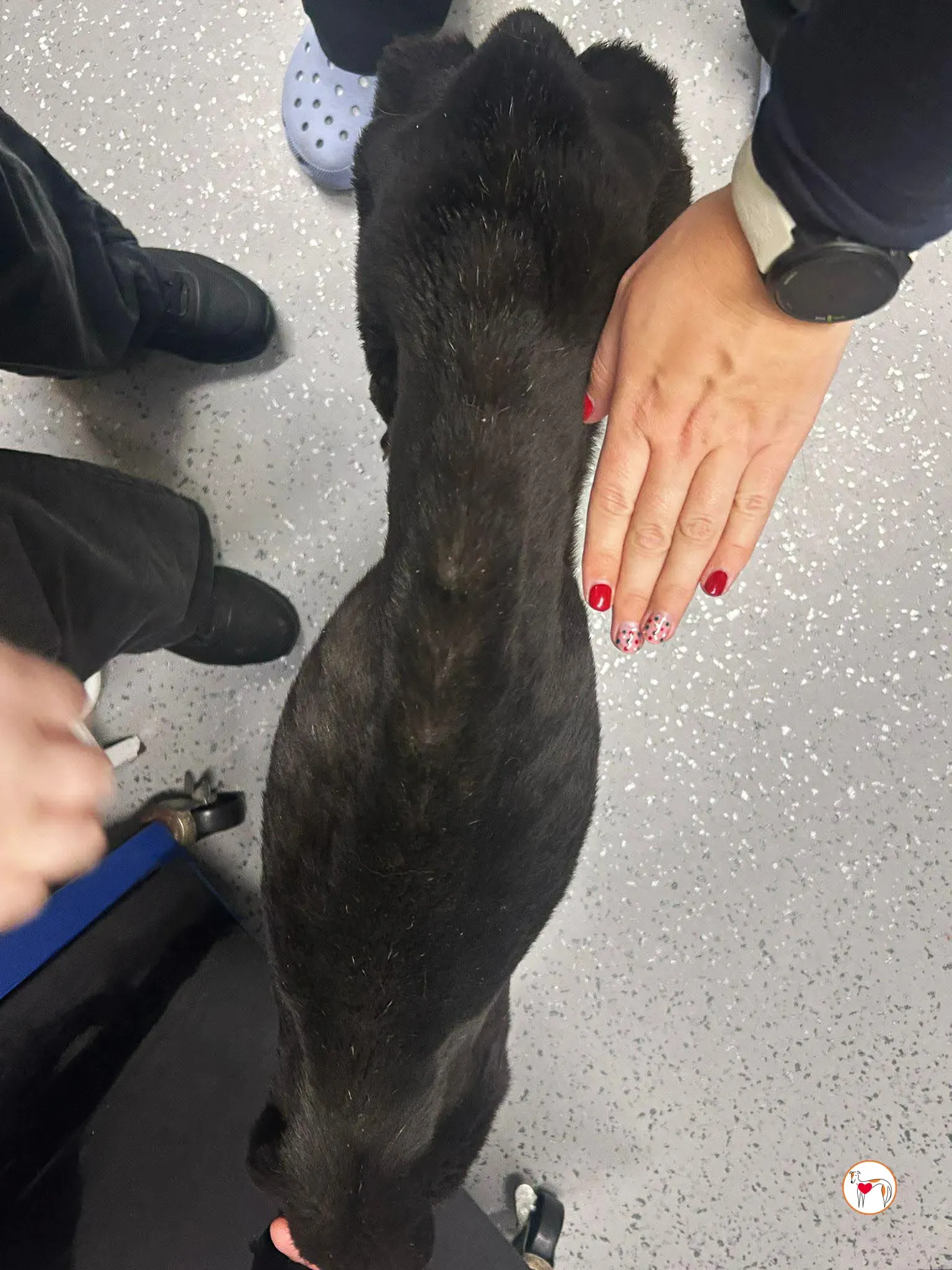 sloane grey adozione 5