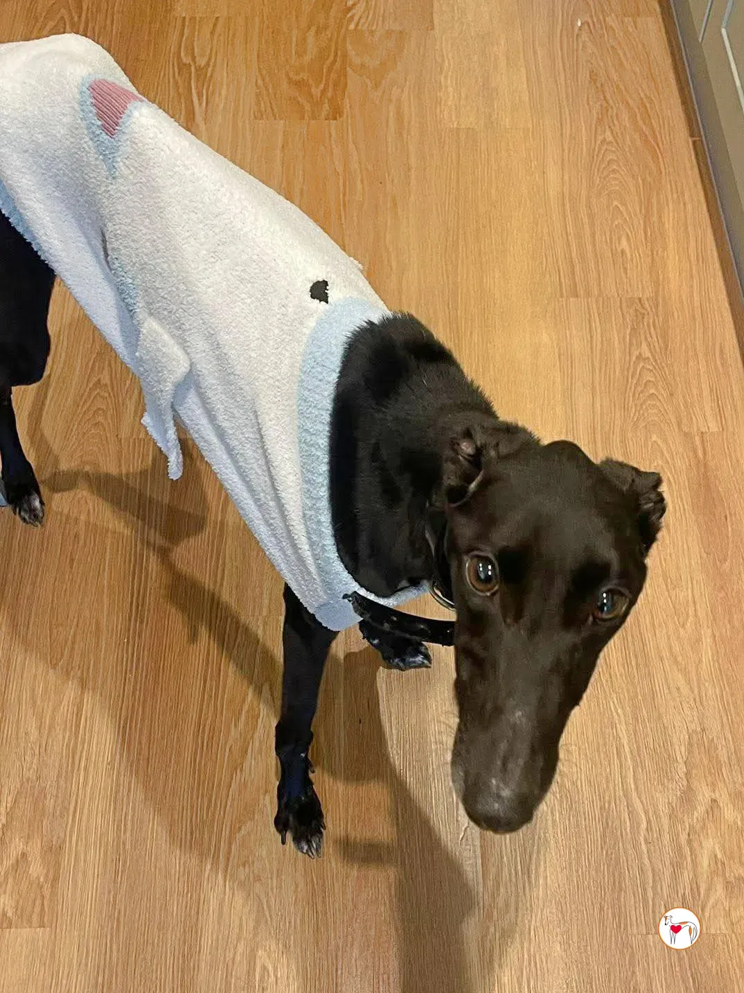 sloane grey adozione 6