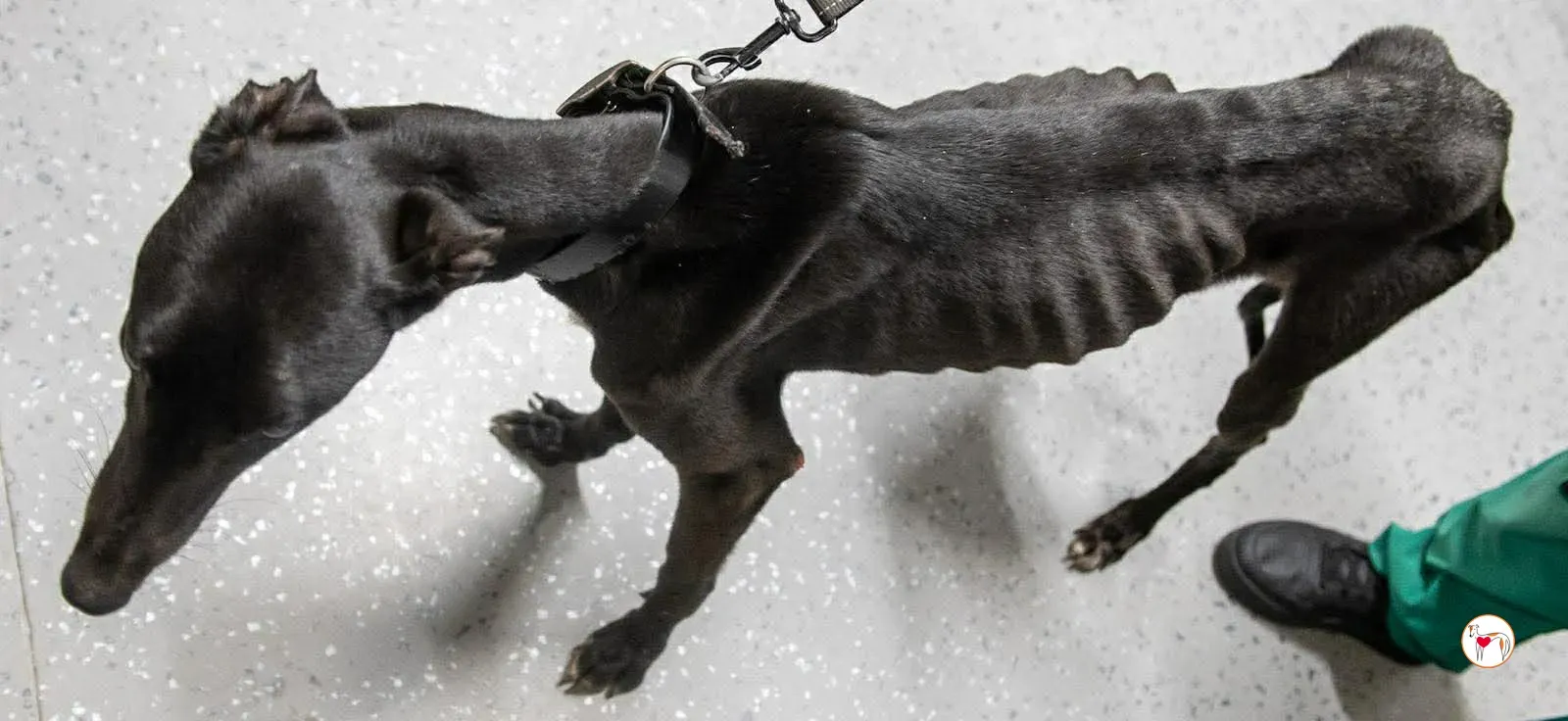 sloane grey adozione 7