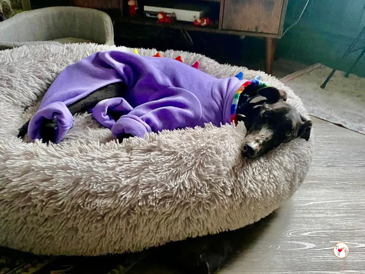 sloane grey adozione 8