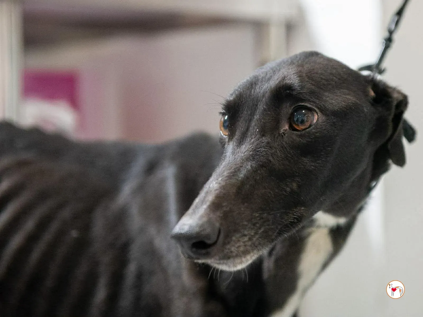 sloane grey adozione 9