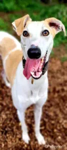 slug adozione levrieri greyhound lurcher 3 135x300 1