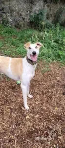 slug adozione levrieri greyhound lurcher 5 133x300 1