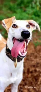 slug adozione levrieri greyhound lurcher 7 135x300 1