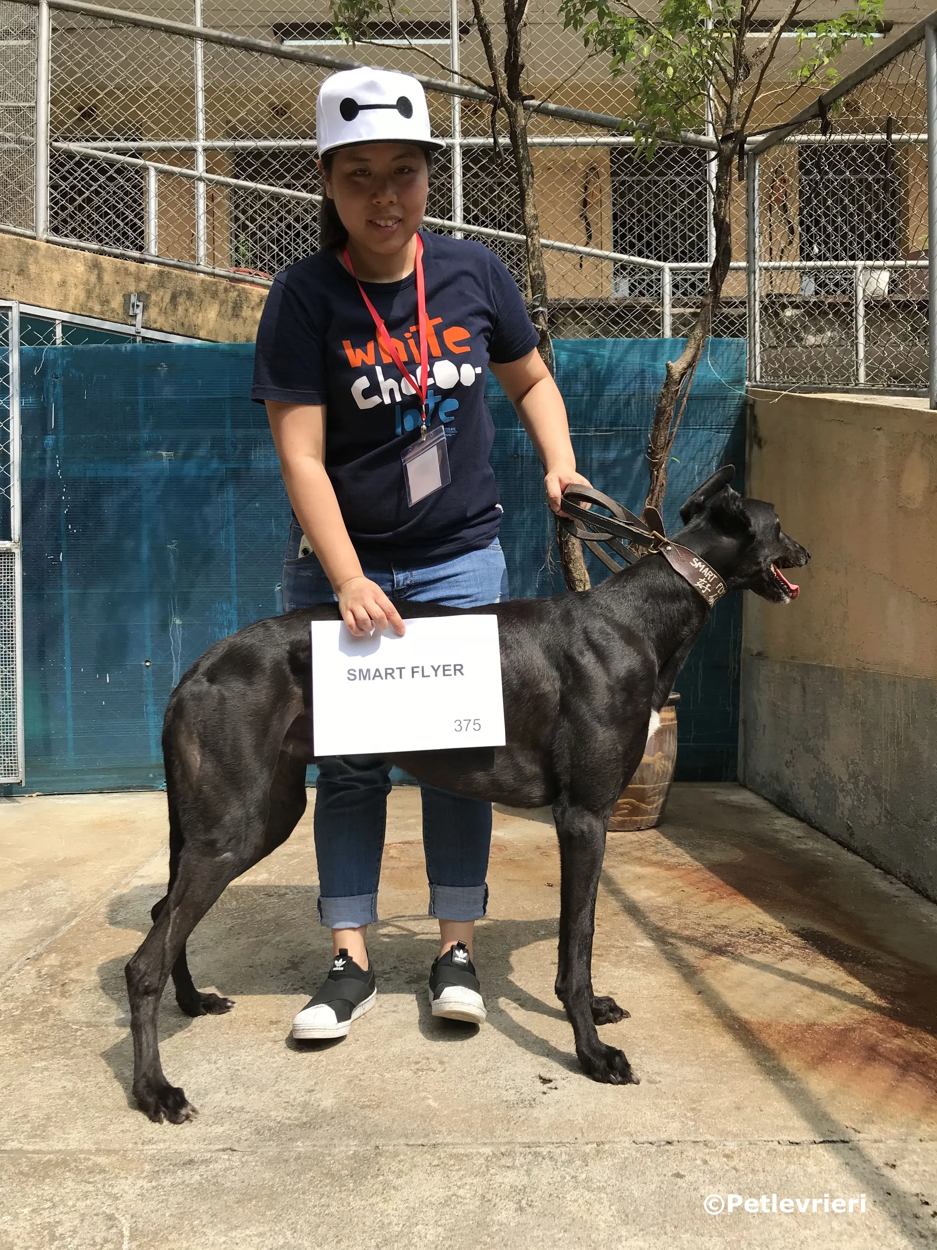 smart flyer adozione greyhound macao 3