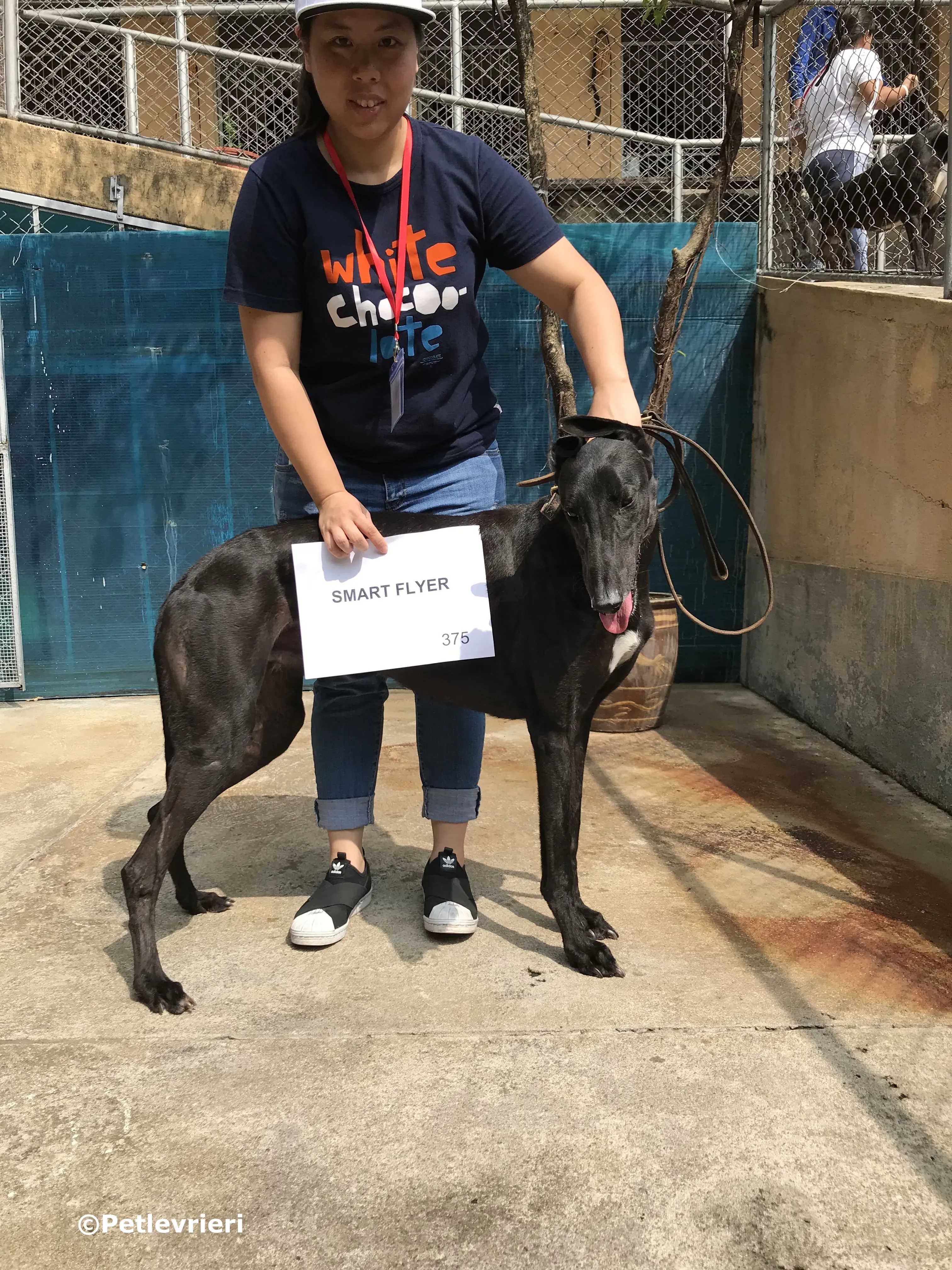 smart flyer adozione greyhound macao 4