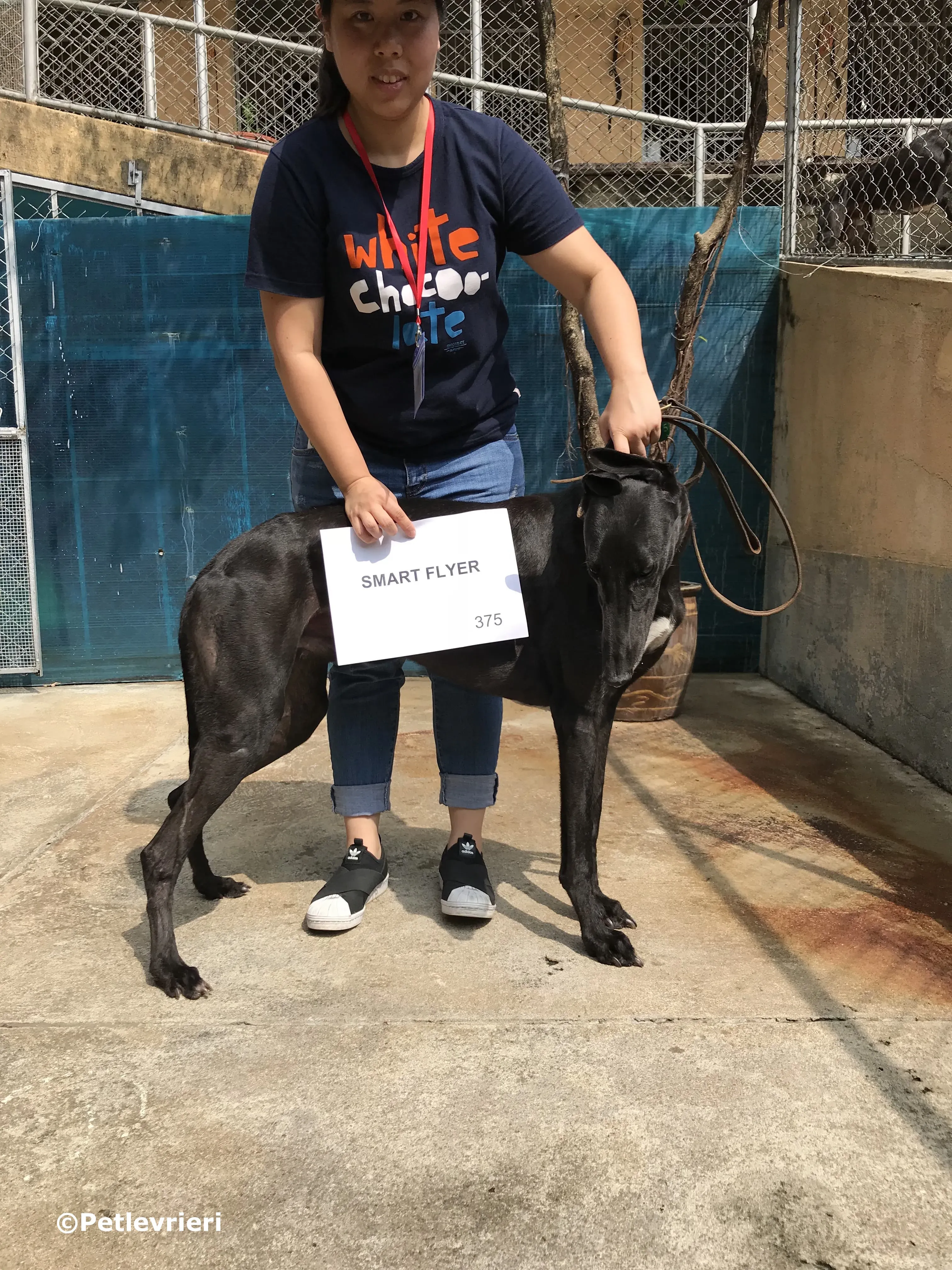 smart flyer adozione greyhound macao 5